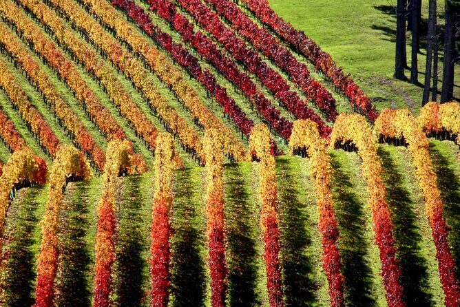 Full Day Private Waiheke Island Wine Tour Including Lunch - An In-Depth Look at the Waiheke Island Private Wine Tour