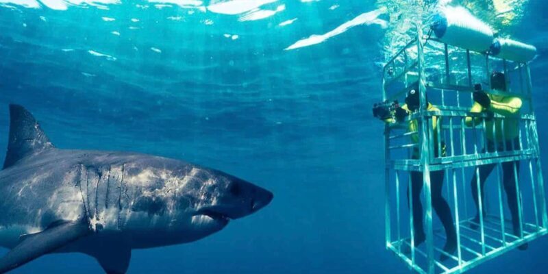 Full Day Private Whale Watching, Penguin, & Cage Diving Tour - Key Points