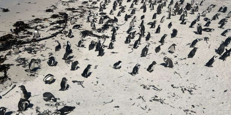 Full Day Private Whale Watching, Penguin, & Cage Diving Tour - Discovering South Africa’s Marine Marvels