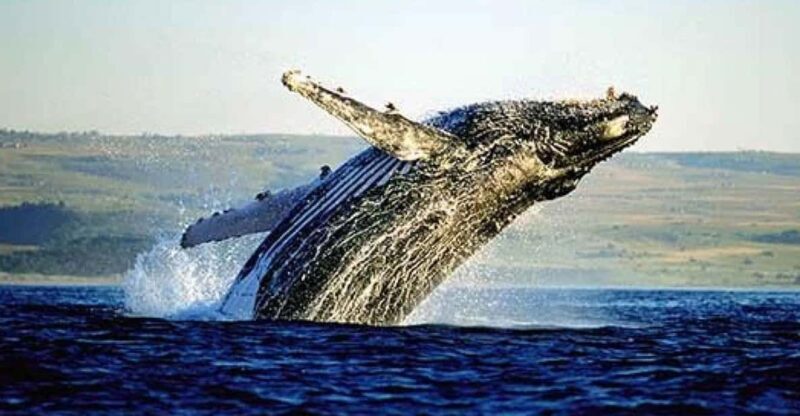 Full Day Private Whale Watching, Penguin, & Cage Diving Tour - The Sum Up