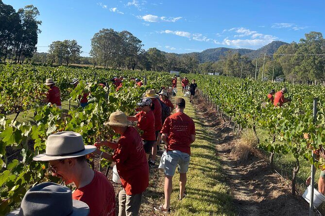 Full Day Private Wine Tour Exclusively Tailored To Suit You - Exploring the Hunter Valley Private Wine Tour
