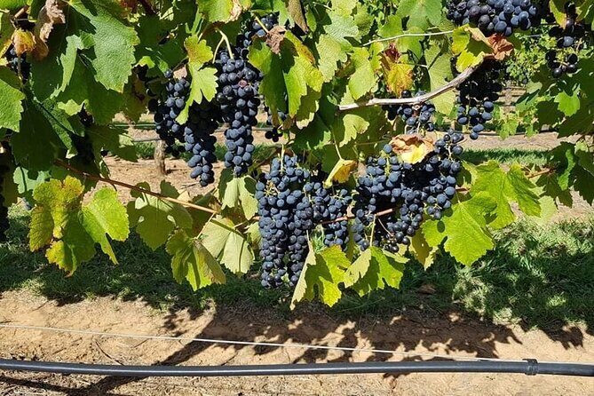 Full Day Private Wine Tour Exclusively Tailored To Suit You - Final Thoughts — Who Is This Tour Perfect For?