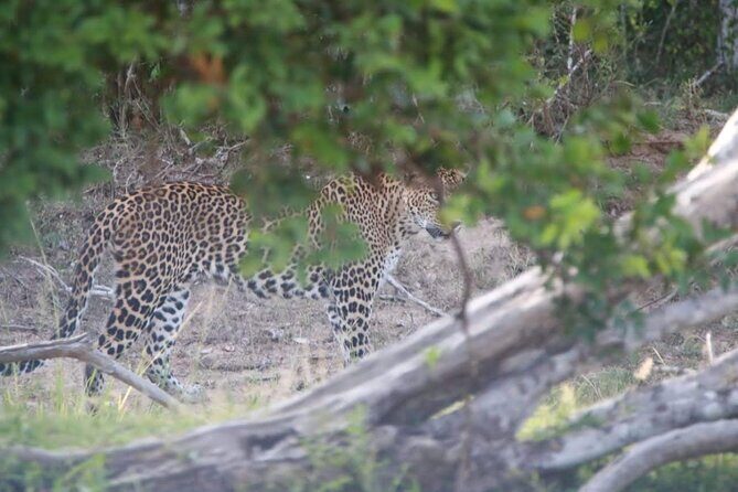 Full Day Private Yala Safari Trip with Lunch - Key Points