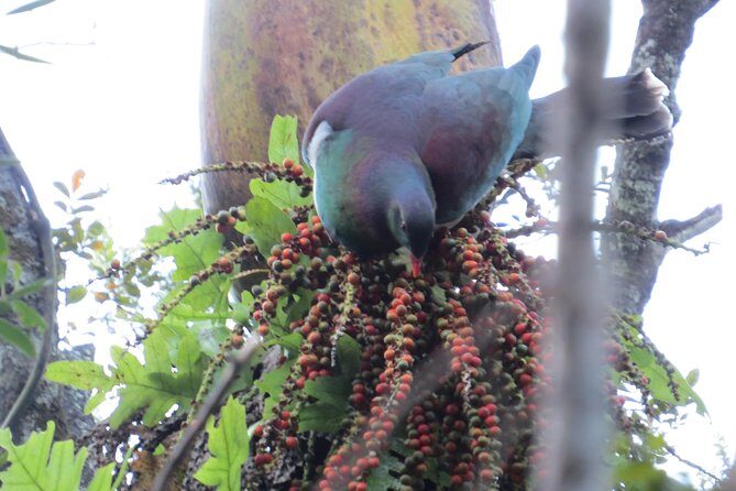 Full-Day Rainforest Getaway in Northland - A Deep Dive into the Northland Rainforest Tour