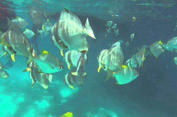 Full Day Reef Safari at St Anne Marine Park Seychelles - Introduction: A Captivating Marine Adventure