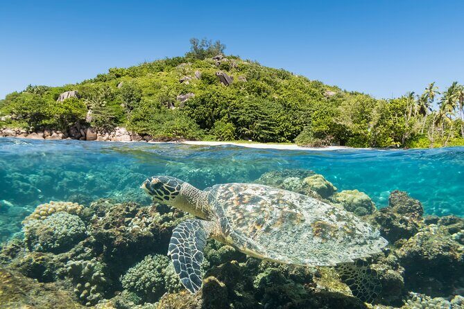 Full Day Reef Safari at St Anne Marine Park Seychelles - What Travelers Are Saying