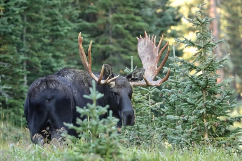 Full-Day RMNP Over the Top Tour - RMNPhotographer - An Introduction to the Experience