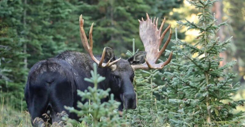 Full-Day RMNP Over the Top Tour - RMNPhotographer - The Value of the Tour