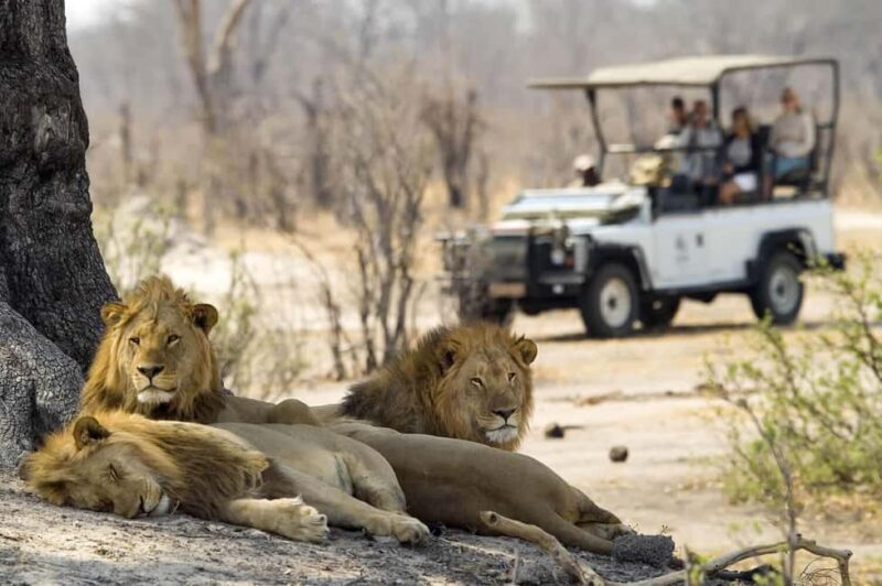 Full Day Safari Adventure in Chobe From Victoria Falls - The Sum Up