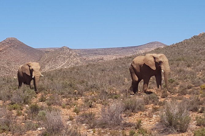 Full-Day Safari Aquila Game Reserve from Cape Town - The Itinerary in Detail