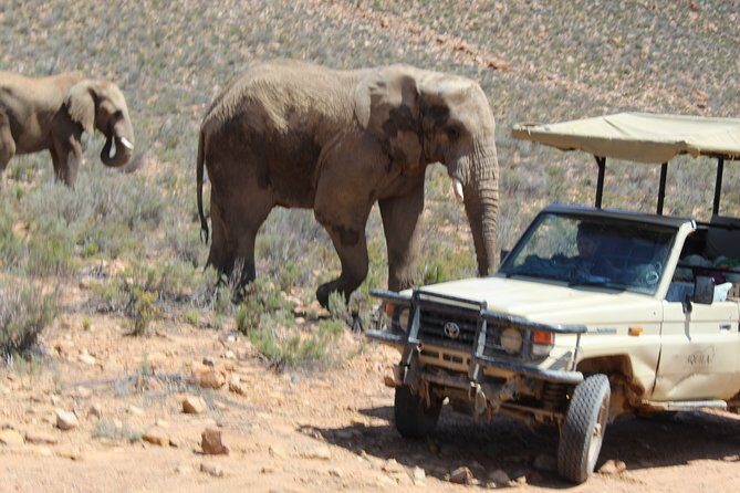 Full-Day Safari Aquila Game Reserve from Cape Town - The Sum Up