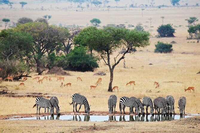 Full Day Safari From Durban to Hluhluwe-Imfolozi Game Reserve - Transportation and Comfort