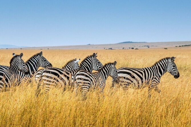 Full Day Safari From Durban to Hluhluwe-Imfolozi Game Reserve - FAQs