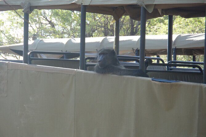 Full Day Safari from Johannesburg - Pilanesberg Nature Reserve - Introduction