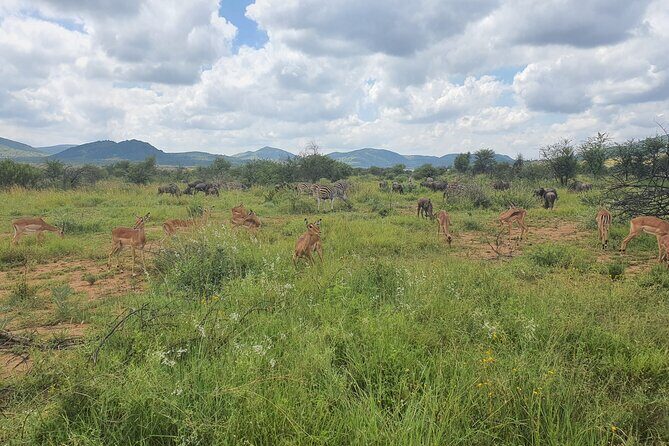 Full Day Safari from Johannesburg - Pilanesberg Nature Reserve - Pricing & Value