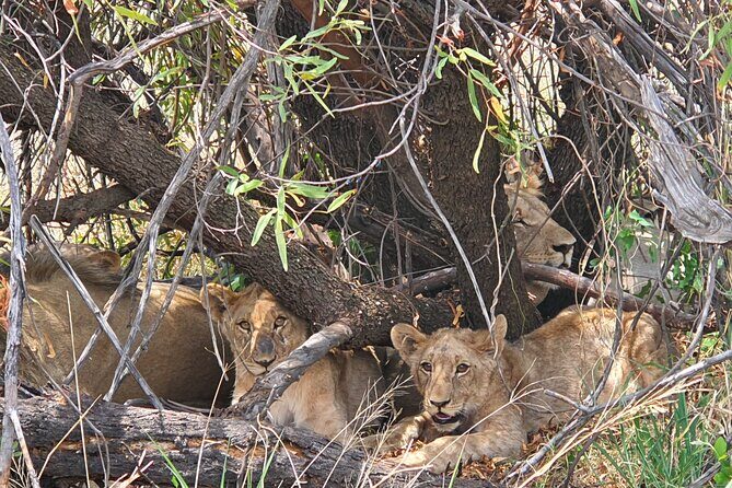Full Day Safari from Johannesburg - Pilanesberg Nature Reserve - FAQ