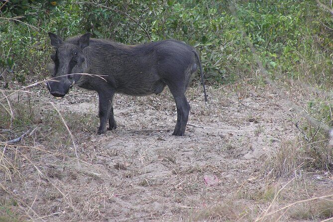 Full-Day Safari in Maputo National Park - An In-Depth Look at the Safari Experience