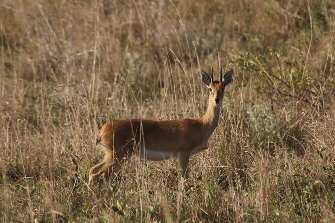 Full-Day Safari in Maputo National Park - The Sum Up