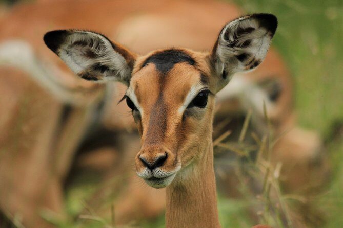 Full Day Safari in the Kruger National Park from Hazyview - Discovering the Kruger Experience