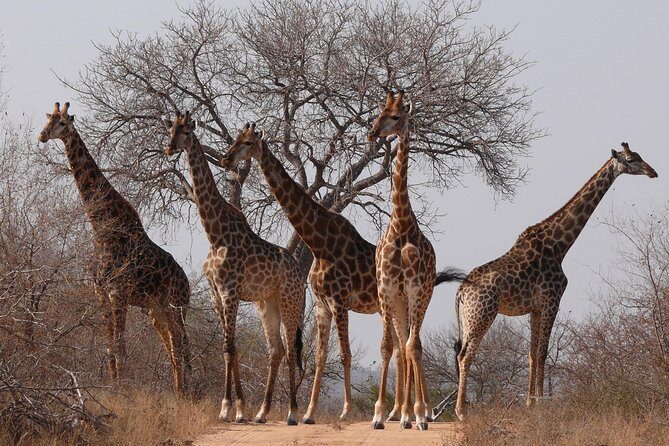 Full Day Safari in the Kruger National Park from Hazyview - Who Should Consider This Tour?