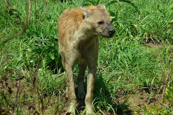 Full Day Safari in the Kruger National Park from Hazyview - Frequently Asked Questions