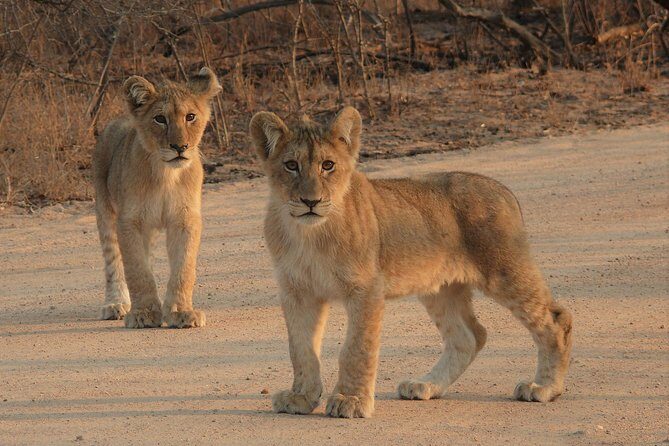 Full Day Safari in the Kruger National Park from Hazyview - Final Thoughts