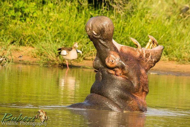Full Day Safari - Kruger National Park - The Sum Up