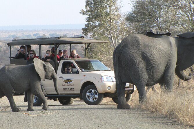 Full Day Safari Shared Tour at Kruger National Park - An In-Depth Look at the Kruger Safari Experience