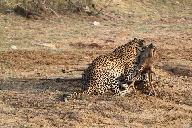 Full Day Safari ( The Best for Leopards ) in Yala - Discovering Yalas Wildlife: A Deep Dive into the Full Day Safari