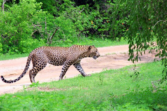 Full Day Safari ( The Best for Leopards ) in Yala - Key Points