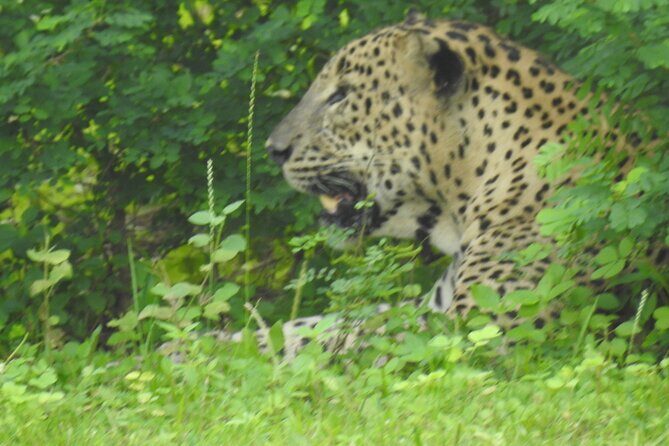 Full Day Safari ( The Best for Leopards ) in Yala - The Sum Up: Who Should Consider This Safari?
