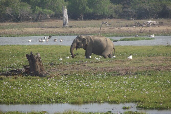 Full Day Safari ( The Best for Leopards ) in Yala - Frequently Asked Questions