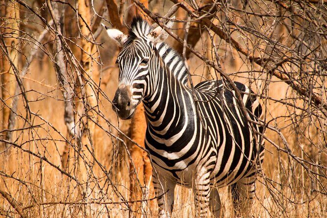 Full Day Safari to Mikumi National Park from Zanzibar with Lunch - An In-Depth Look at the Safari Experience