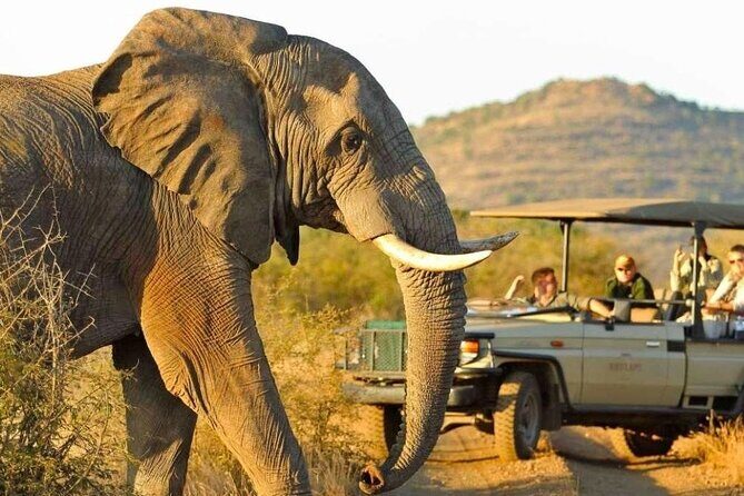 Full Day Safari to Mikumi National Park from Zanzibar with Lunch - FAQs