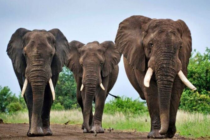 Full-Day Safari to Tala Game Reserve, Phezulu Safari Park and Natal from Durban - The Bottom Line: Who Will Love This Tour?