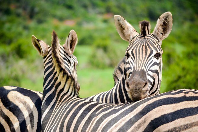Full Day Safari Tour In Addo Elephant National Park - The Sum Up
