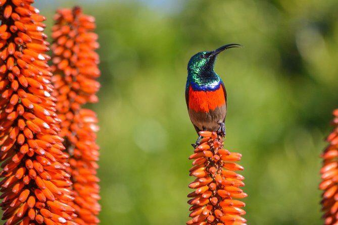 Full Day Safari Tour In Addo Elephant National Park - Frequently Asked Questions