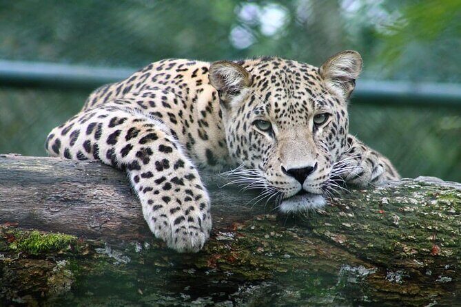 Full-day Safari Tour in Chobe - Why Choose This Safari?