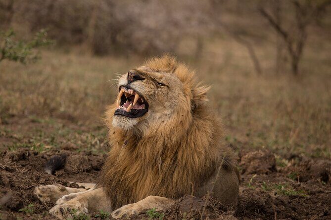 Full Day Safari Tour in Hluhluwe Imfolozi Park - The Itinerary Breakdown