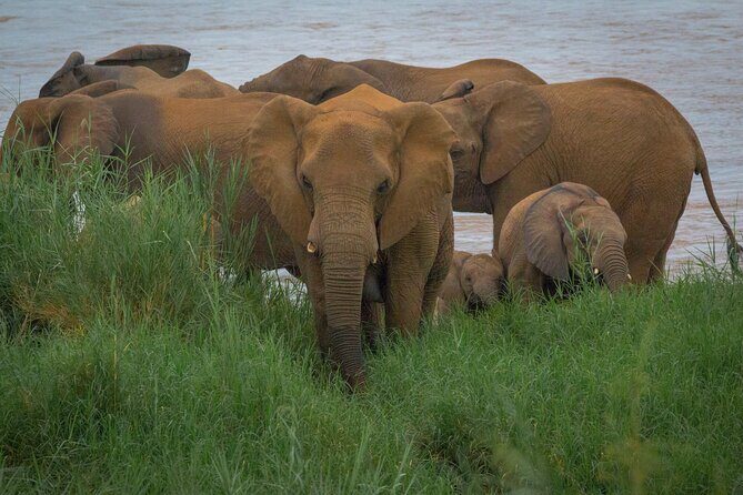 Full Day Safari Tour in Hluhluwe Imfolozi Park - Value for Money