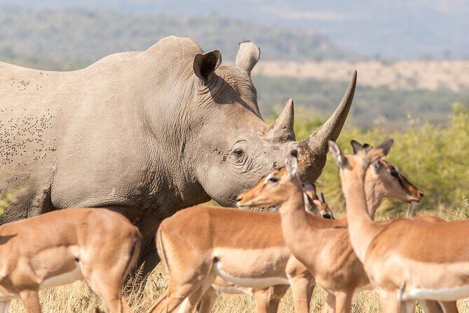 Full Day Safari Tour in Hluhluwe Imfolozi Park - The Sum Up