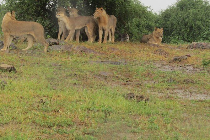 Full Day Safari Tour of Pilanesberg National Park, Open Jeep experience - The Itinerary: A Closer Look