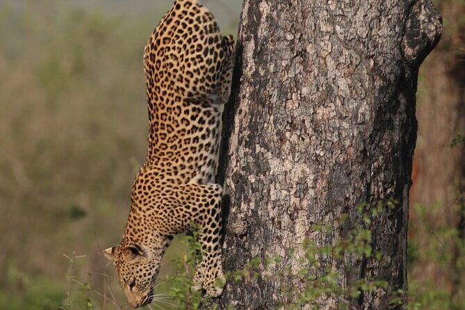 Full Day Safari Tour of Pilanesberg National Park, Open Jeep experience - Pricing and Value