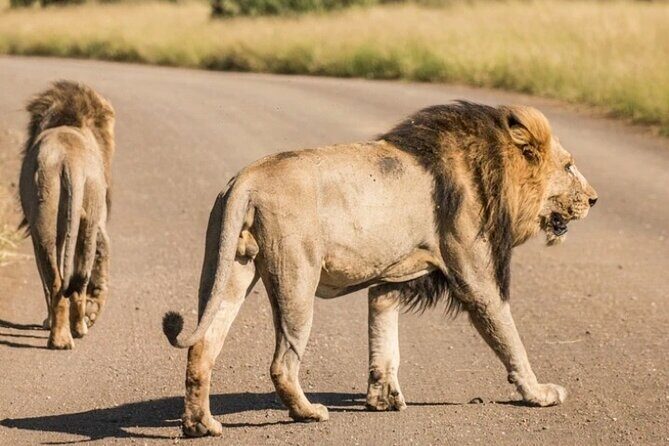 Full Day Safari Tour of Pilanesberg National Park, Open Jeep experience - Frequently Asked Questions