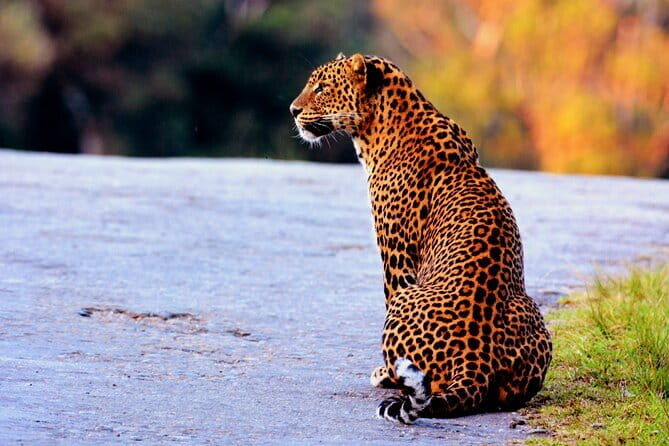 Full Day Safari Tour Yala - Introduction