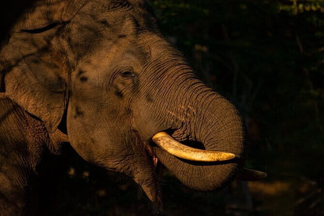 Full Day Safari Tour Yala - Key Points