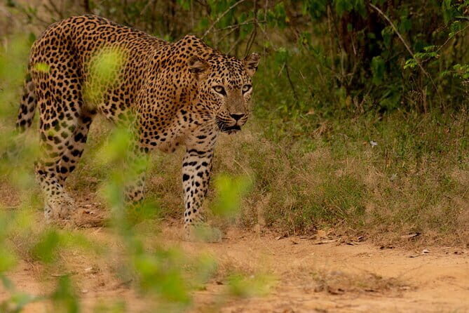 Full Day Safari Tour Yala - The Value of This Tour