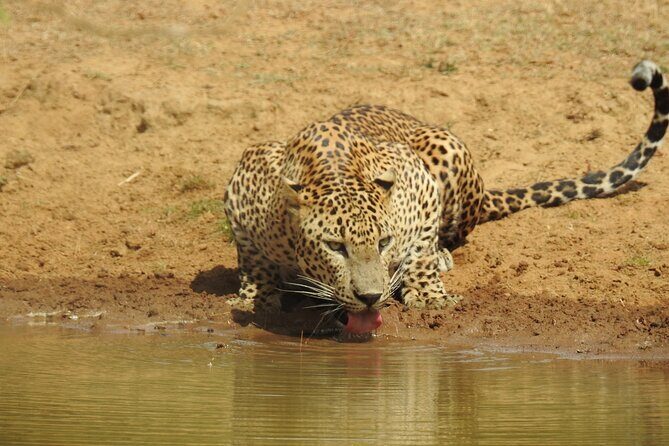 Full day Safari - Yala National Park - 04.30 am to 06.00 pm with - Janaka safari - Why Choose This Safari?