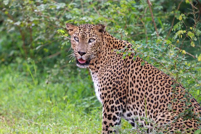 Full day Safari - Yala National Park - 04.30 am to 06.00 pm with - Janaka safari - Who Will Love This Tour?