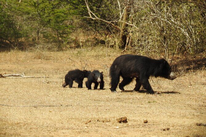 Full day Safari - Yala National Park - 04.30 am to 06.00 pm with - Janaka safari - Final Thoughts